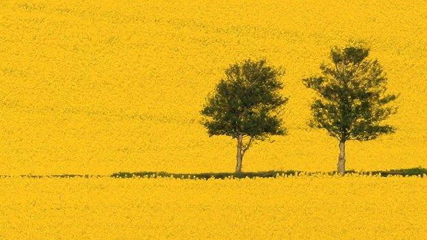 Field of oilseed rape in bloom