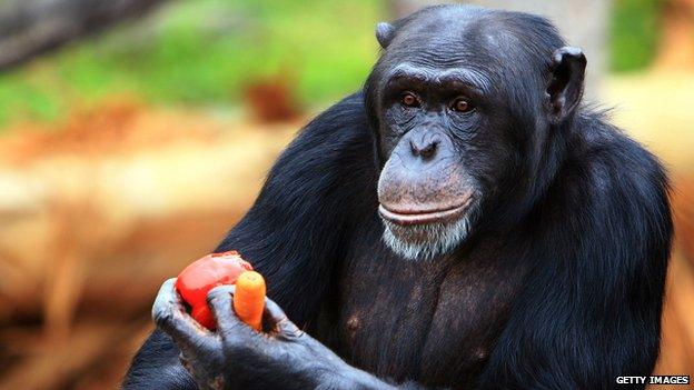 Chimpanzee in Taronga Zoo, Sydney, Australia