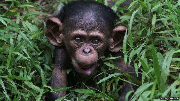 Baby chimpanzee in Kuala Lumpur