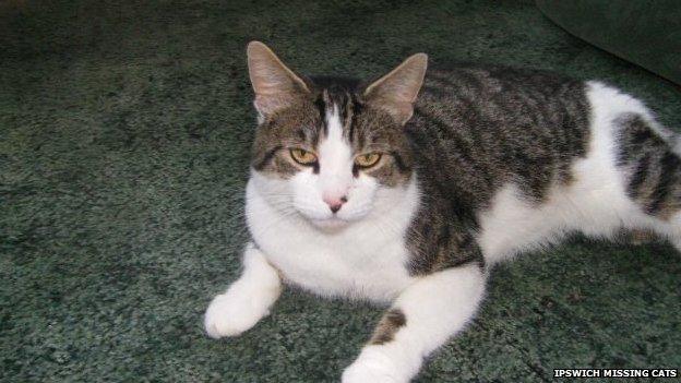 Missing cat in Ipswich