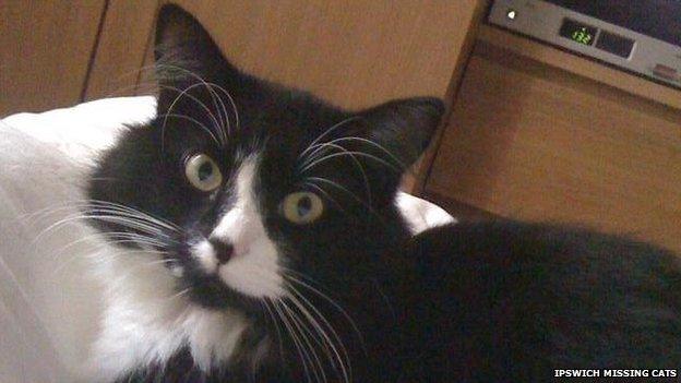 Missing cat in Ipswich