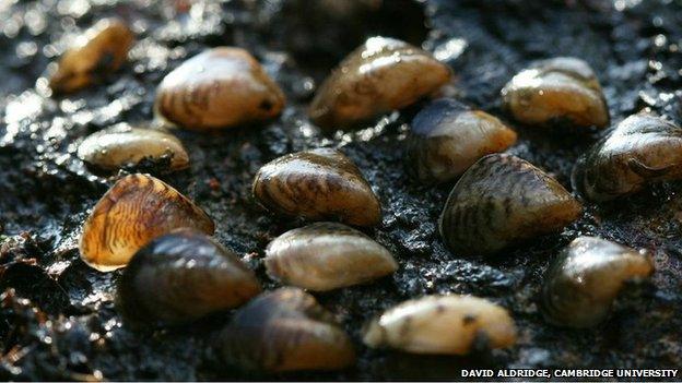 Quagga mussels