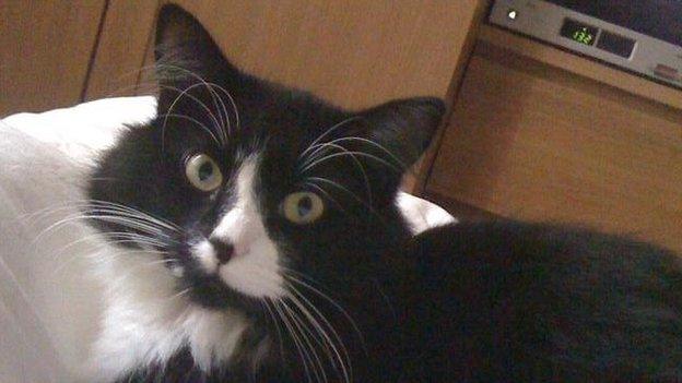 Missing cat in Ipswich