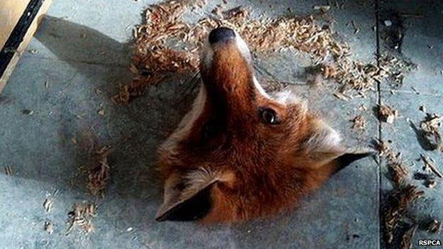 Fox stuck in floorboard