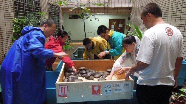 PROTECTED TURTLES RESCUED FROM SMUGGLERS