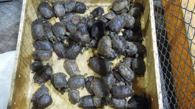 PROTECTED TURTLES RESCUED FROM SMUGGLERS