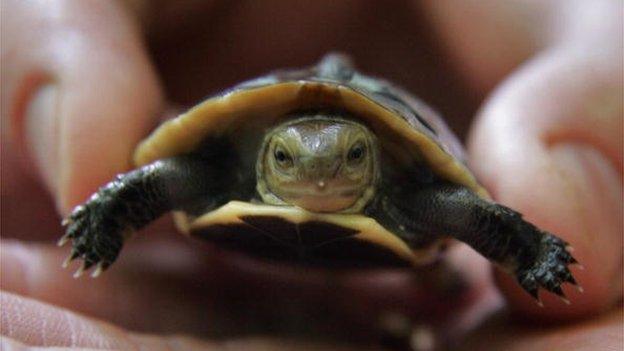 An endangered Chinese box turtle is held by a zoo curator on 12 August 12, 2012 in Bristol, England