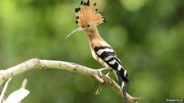 Hoopoe bird