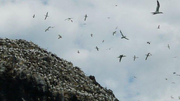 Gannets on the Bass Rock