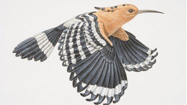 hoopoe