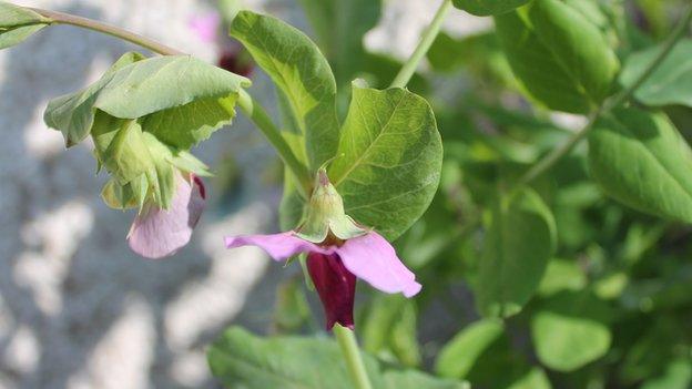 Carruthers Purple Podded Peas