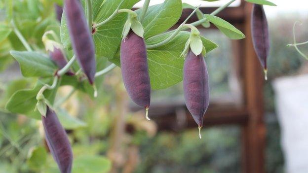 Carruthers Purple Podded Peas