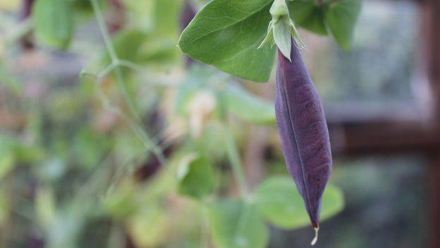 Carruthers Purple Podded Pea