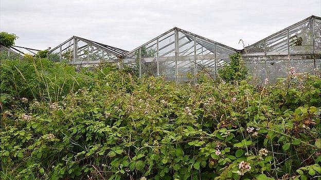 Former vinery greenhouses overgrown with plants