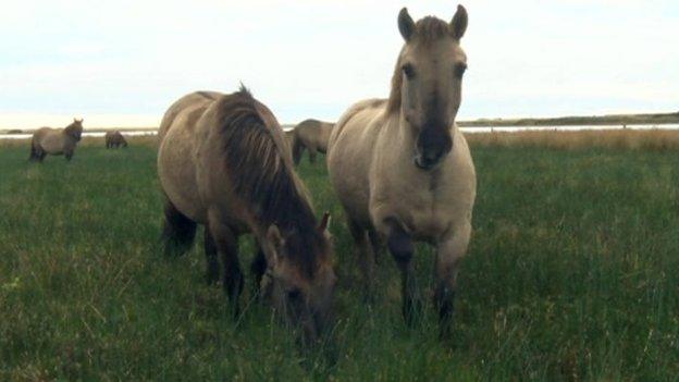 Horses