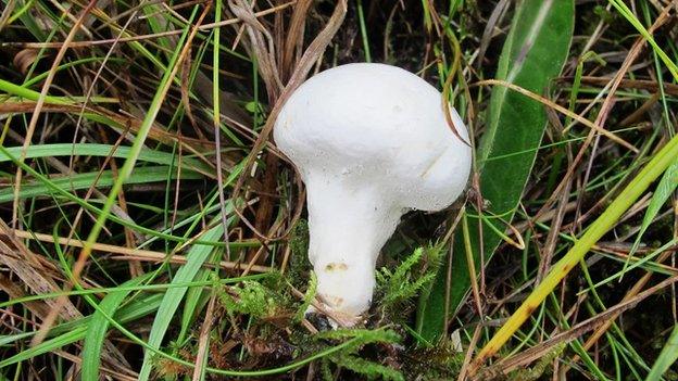 Fen puffball