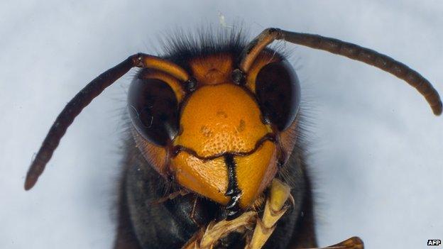 An Asian hornet - or vespa velutina - seen close up