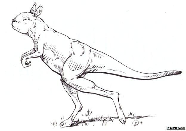 Sthenurine kangaroo walking