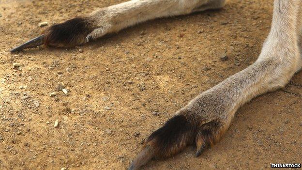 kangaroo feet