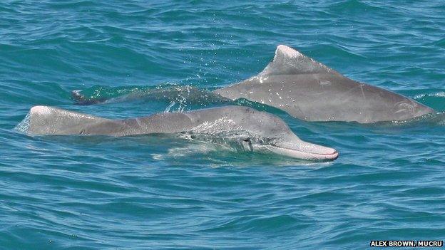 Humpback dolphins