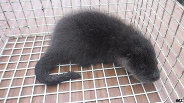 Rescue orphaned otter