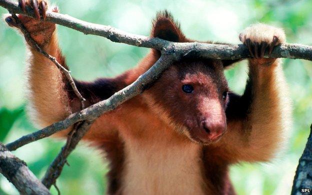 tree kangaroo