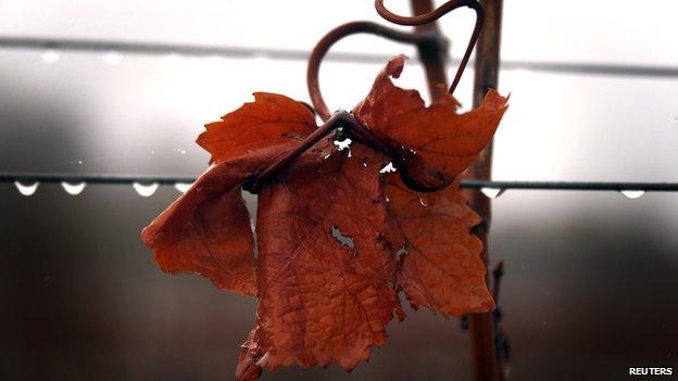 Rain droplets hang from a wire attached to a vine at a vineyard on the outskirts of Hobart in Tasmania in this file photo taken on 3 June, 2014