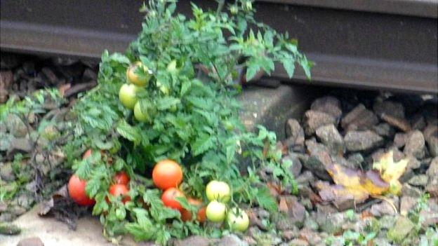 Tomatoes plant on rail track