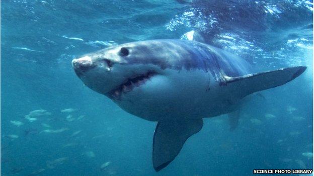 Great white shark (Carcharodon carcharias).