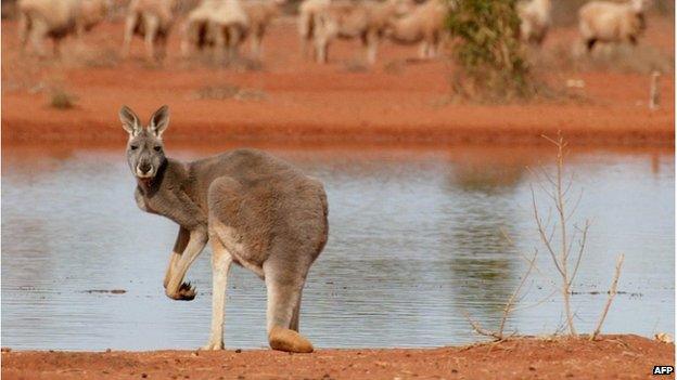 A file photo taken on 19 July 2002, shows a kangaroo standing next to a rare waterhole as sheep gather to look for food on a station near White Cliffs