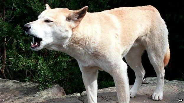 An Australian wild Dingo dog pictured at an Australian Wildlife park April 1998