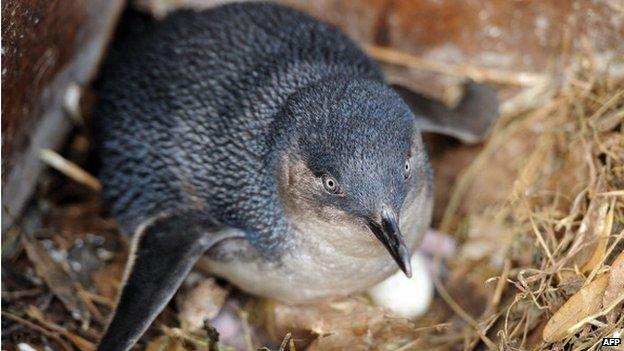 This photo taken on 4 September 2012 shows an adult Little Penguin sitting on an egg in a nesting box near Manly and in the Sydney Harbour National Park