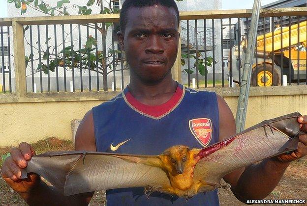 A hunter with a live, wounded bat he shot with a catapult (slingshot)