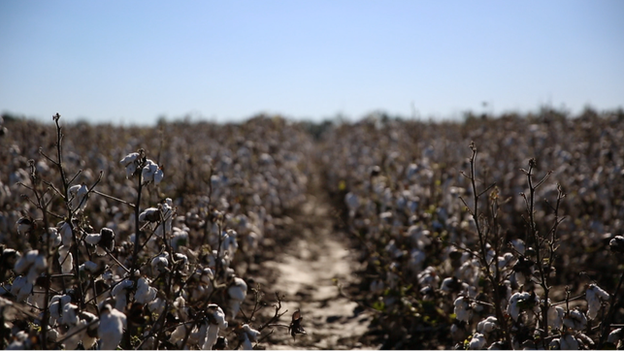 The cotton fields of Mississippi