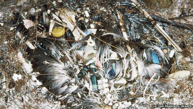 An albatross carcass shows the amount of plastic it had ingested