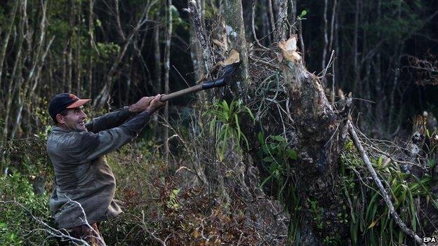 A farmer cutting wood to make charcoal in town of Nueva Paz, Mayabeque, Cuba (9 October 2014)