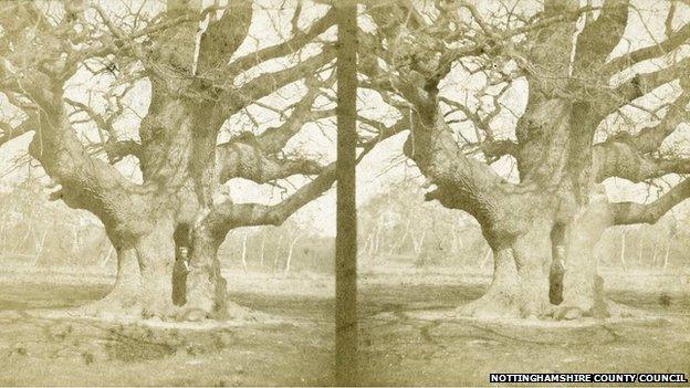 The Major Oak in Sherwood Forest