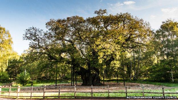 The Major Oak in Sherwood Forest