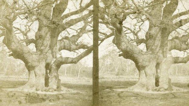 The Major Oak in Sherwood Forest