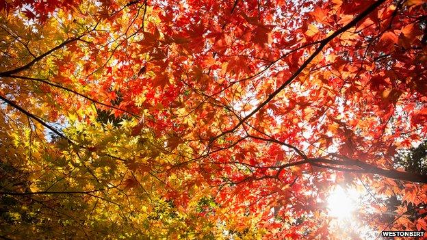 Westonbirt Arboretum