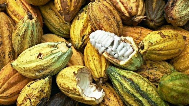 cocoa pods in Saint Lucia