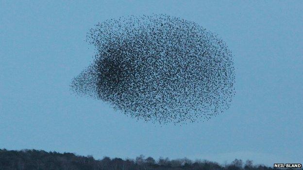 starlings flock in the sky in a formation that looks like a hedgehog