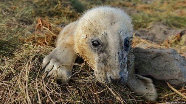 Seal Pup