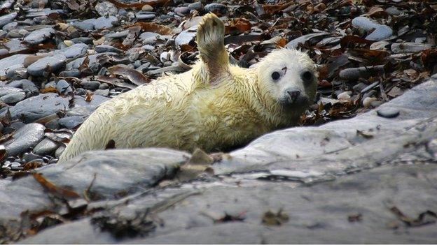 Grey Seal pup