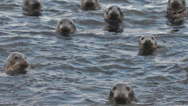 Seals in the water