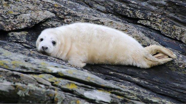 Grey Seal pup