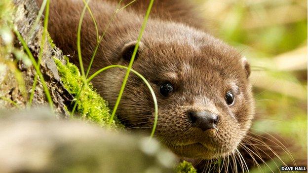 Otter