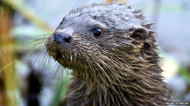 wet otter