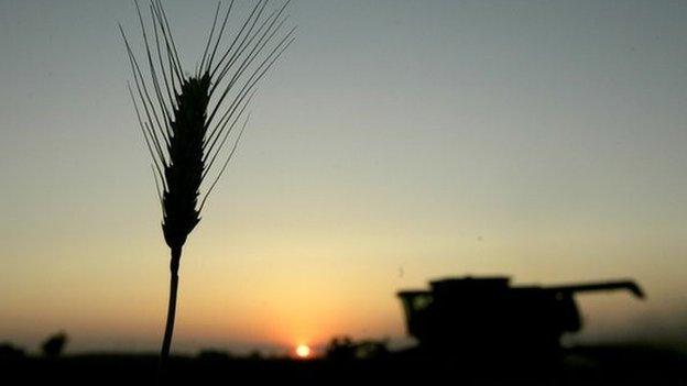 Combine-harvester working in a wheat field (image: AP)