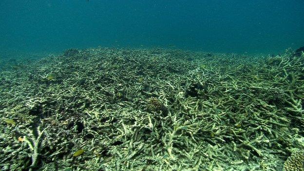 Coral reef reduced to rubble